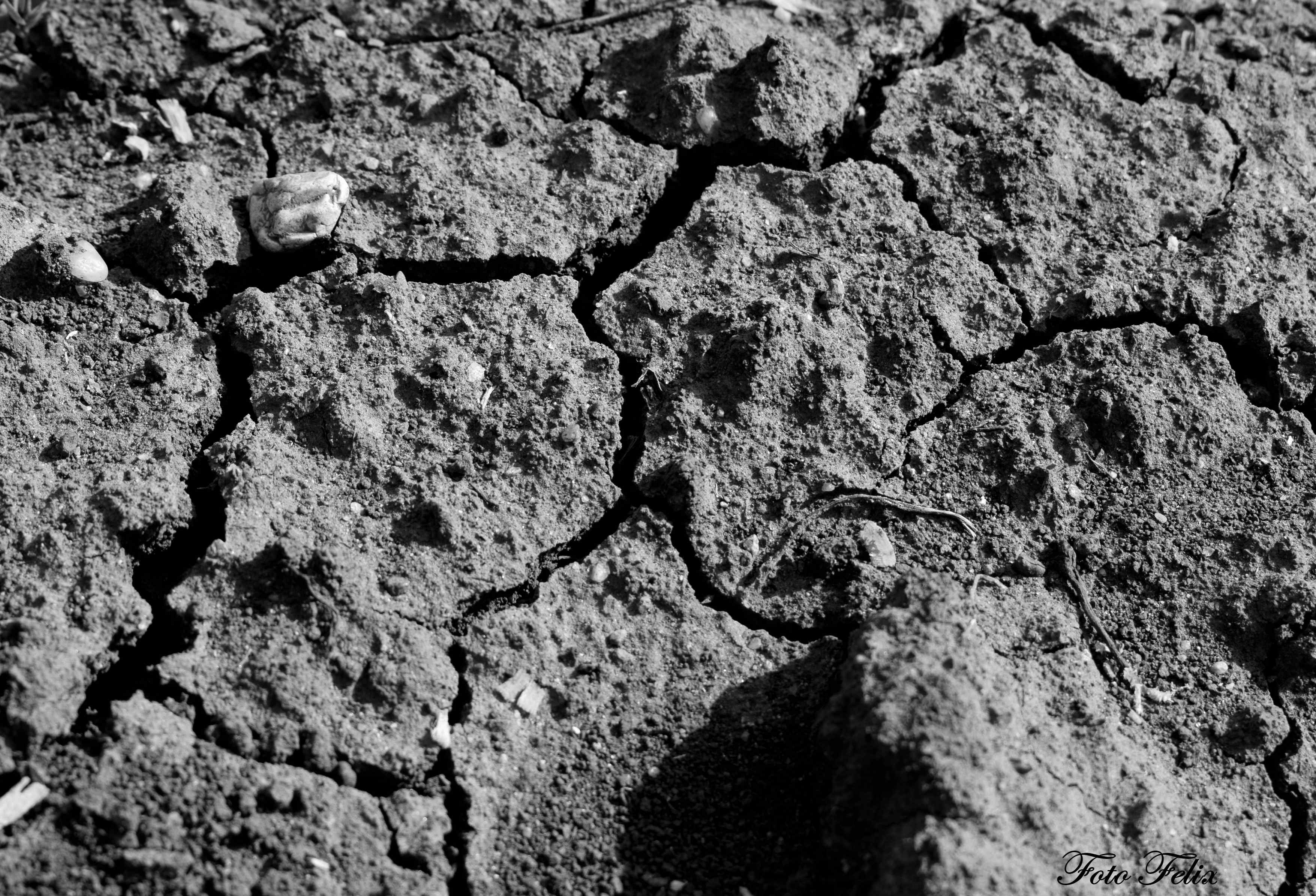 Arid